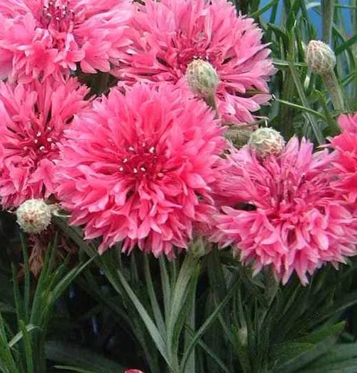 Rose Colored Annual Herb Flower Centaurea Cyanus Flower – Heirloom, Non-GMO, High Germination Organic Garden Seeds