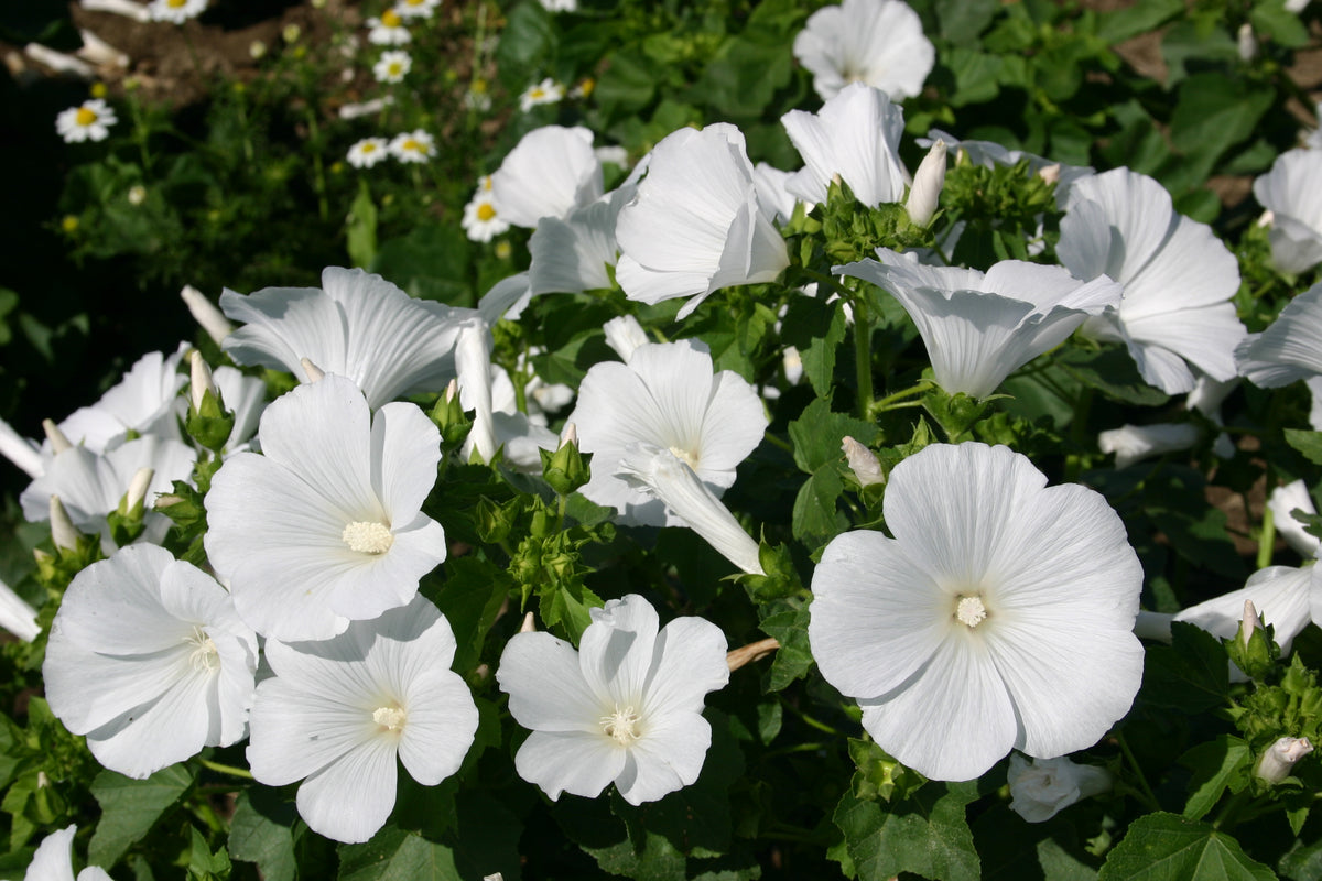 White Perfection with Pink Anthers Malva Flowering Seeds For Planting