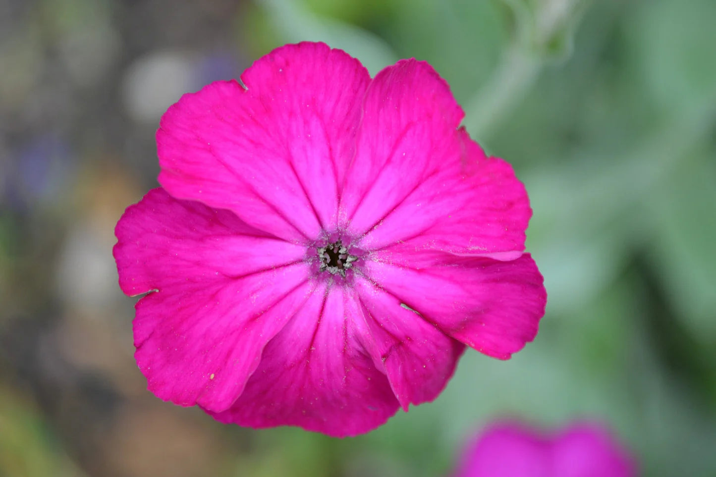 Campion Lychnis coronaria Königs-Lichtnelke Flowering Seeds For Planting in home garden beds