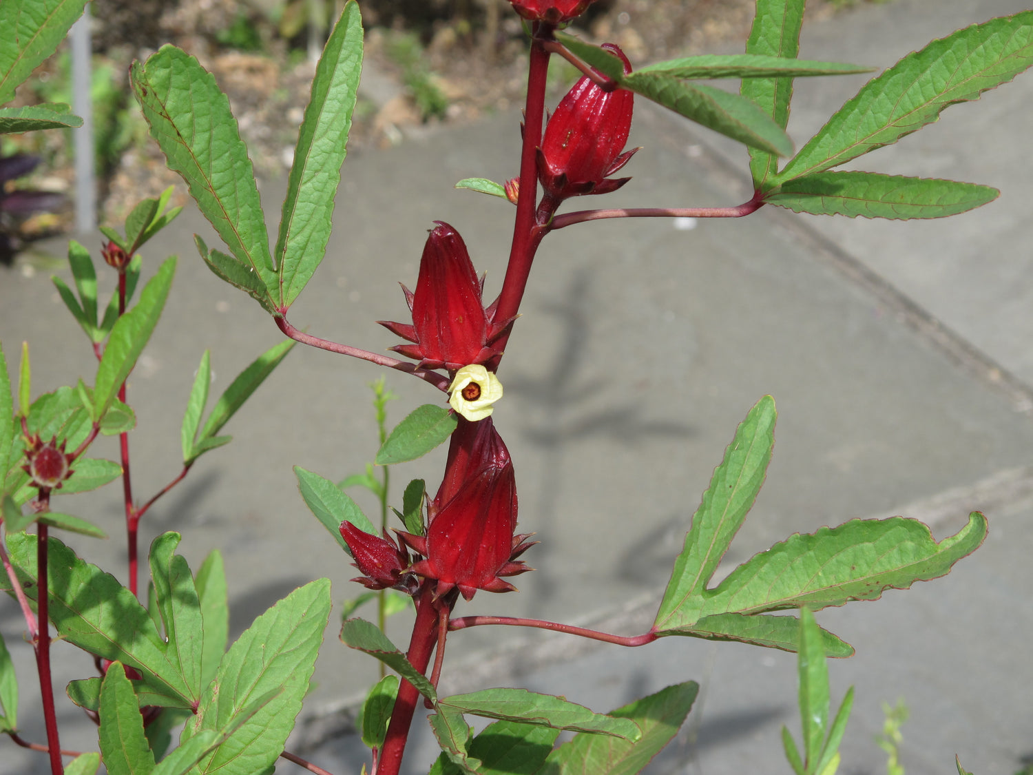 Roselle – Tangy & Nutrient-Rich Hibiscus Plant foral Teas & Culinary Use