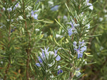 Mature Rosemary herb plant growing in a sunny indoor pot