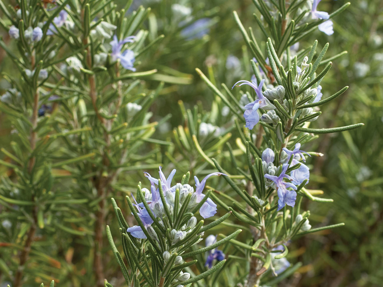 Mature Rosemary herb plant growing in a sunny indoor pot
