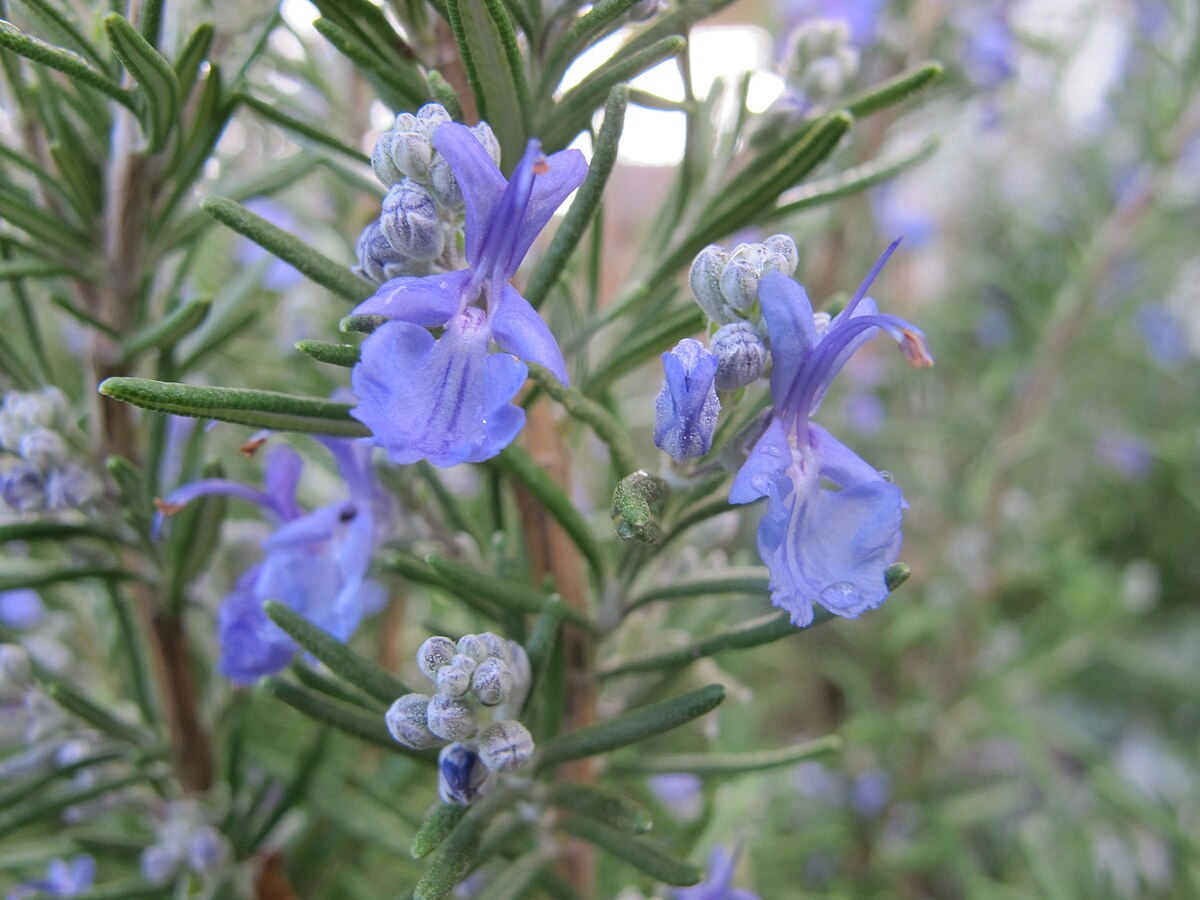 Germination of Rosemary Rosmarinus officinalis seeds