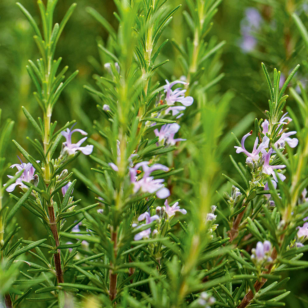 High-quality Organic Rosmarinus officinalis Rosemary seeds for indoor pots