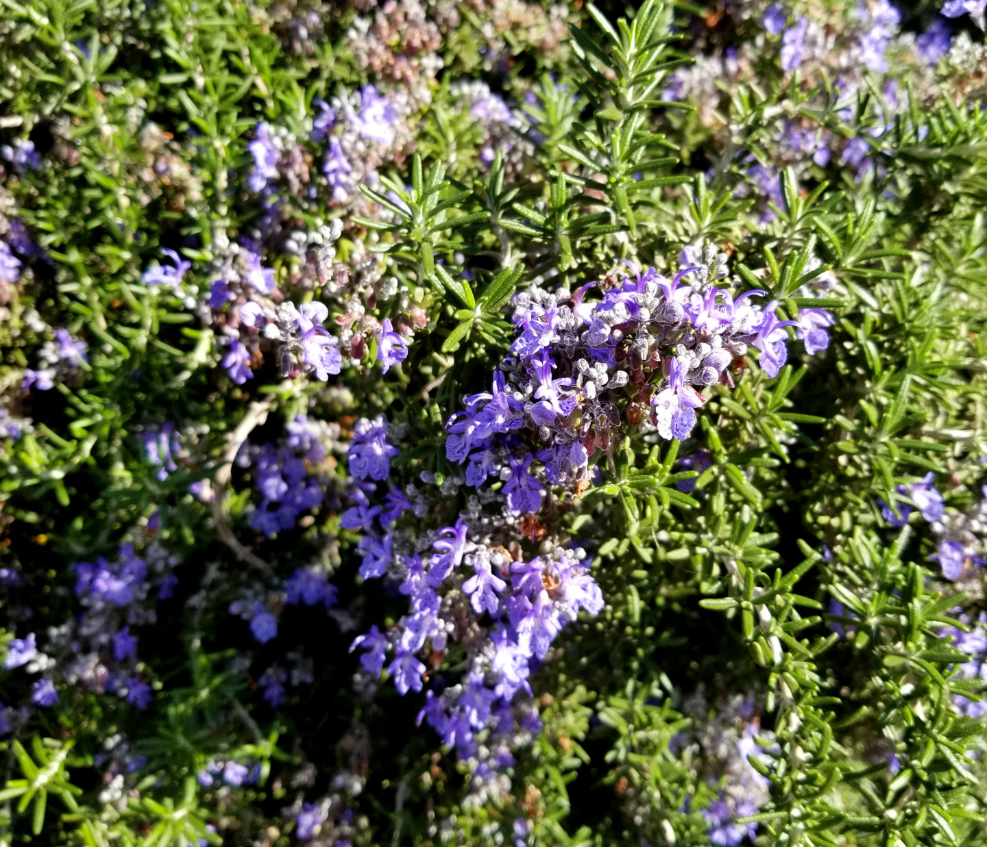 SimplyHerbs -  Rosemary Seeds