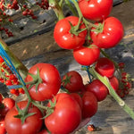 Round Big Red High Quality Tomato For Sowing heirloom non-gmo organic garden seeds