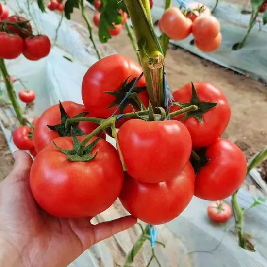 Round Big Red High Quality Tomato For Sowing – Heirloom, Non-GMO, High Germination Organic Garden Seeds