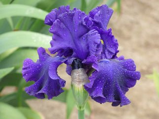 Royalty Remembered Tall Bearded Iris