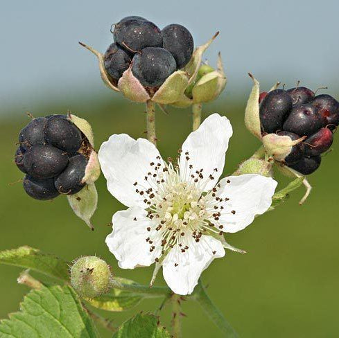 Close-up of Dewberry seeds in moist medium for cold stratification