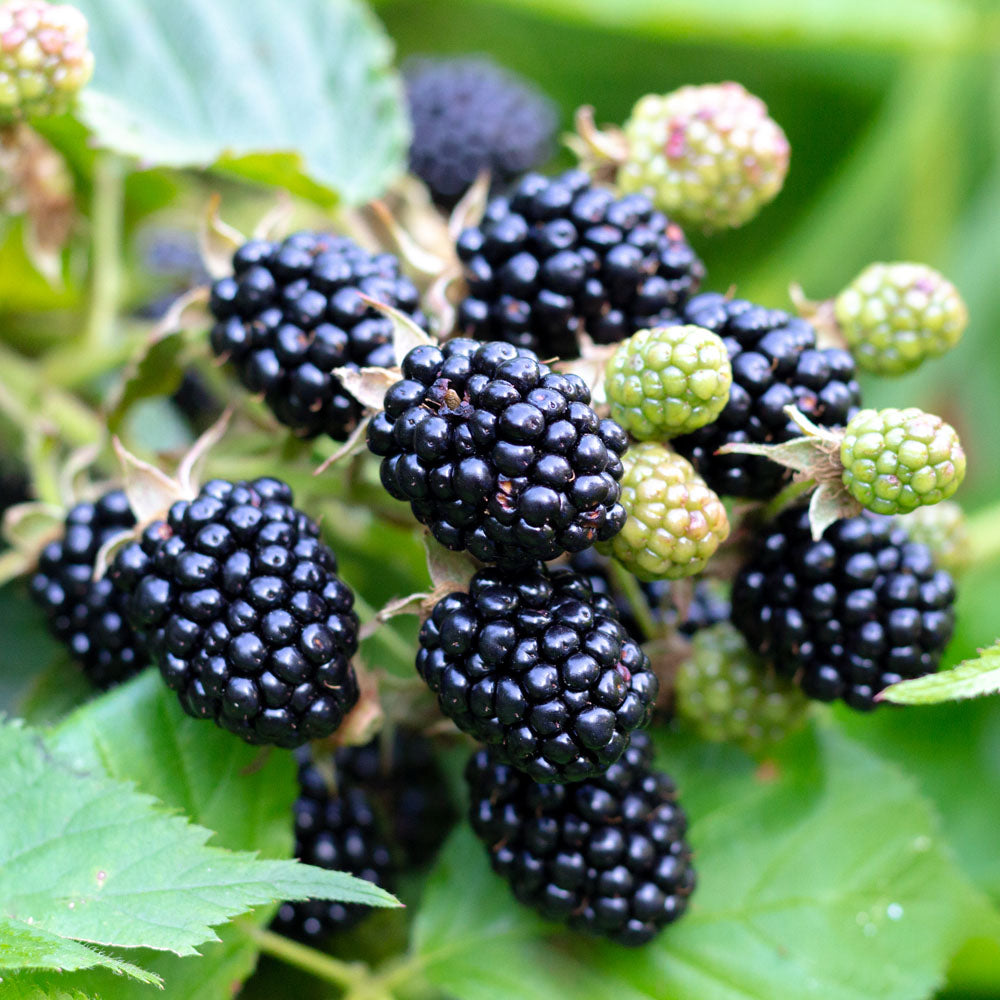 Rubus Triple Crown Blackberry