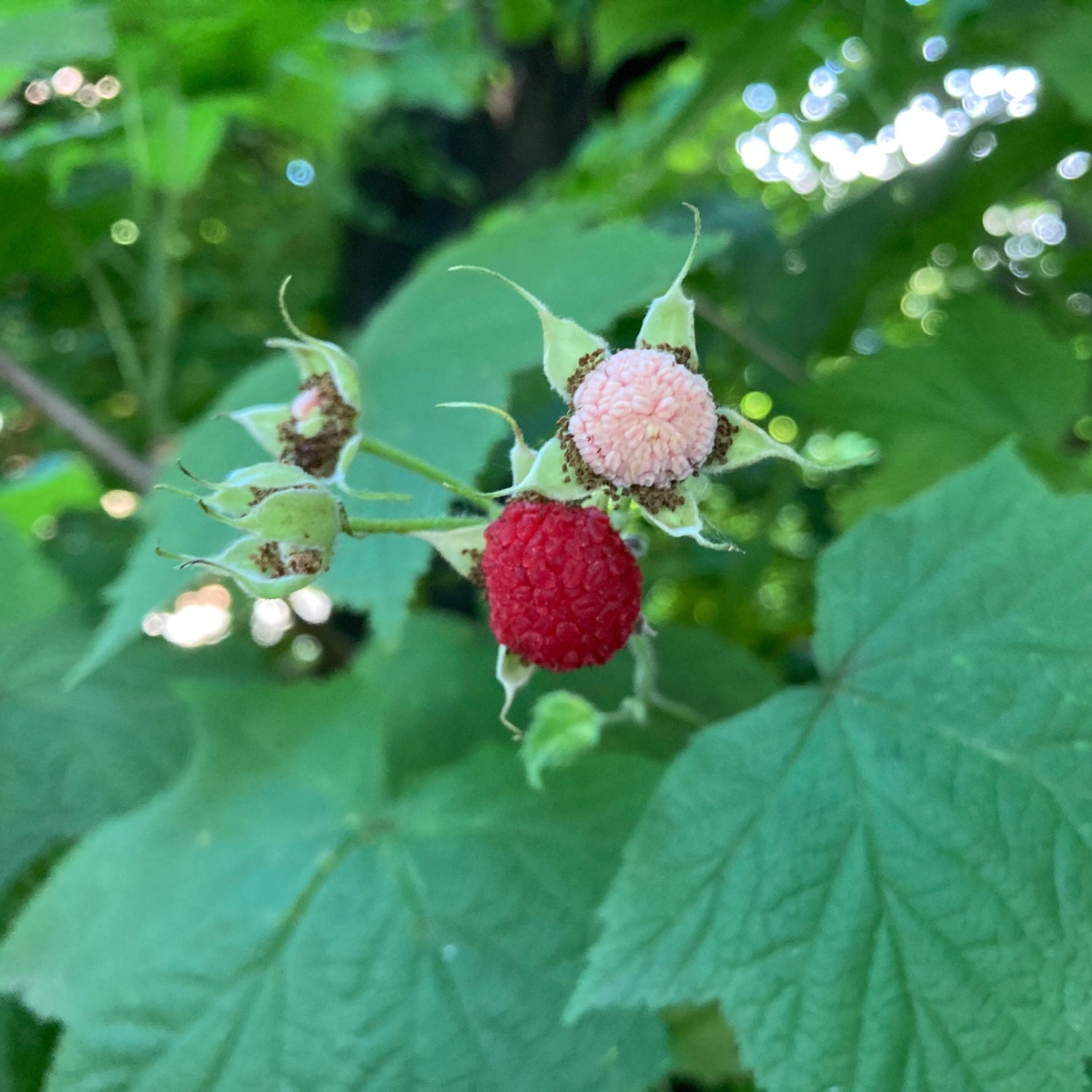 Rubus Parviflorus – Sweet and Tangy Thimbleberry Fruit