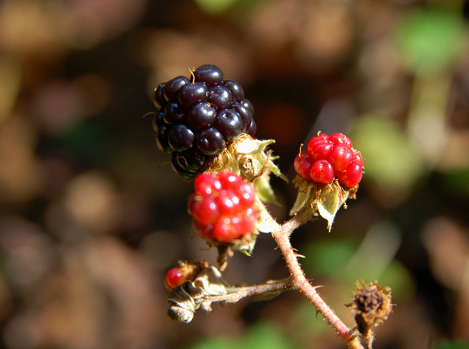 Olallieberry (Rubus L. 'Olallie') Seeds