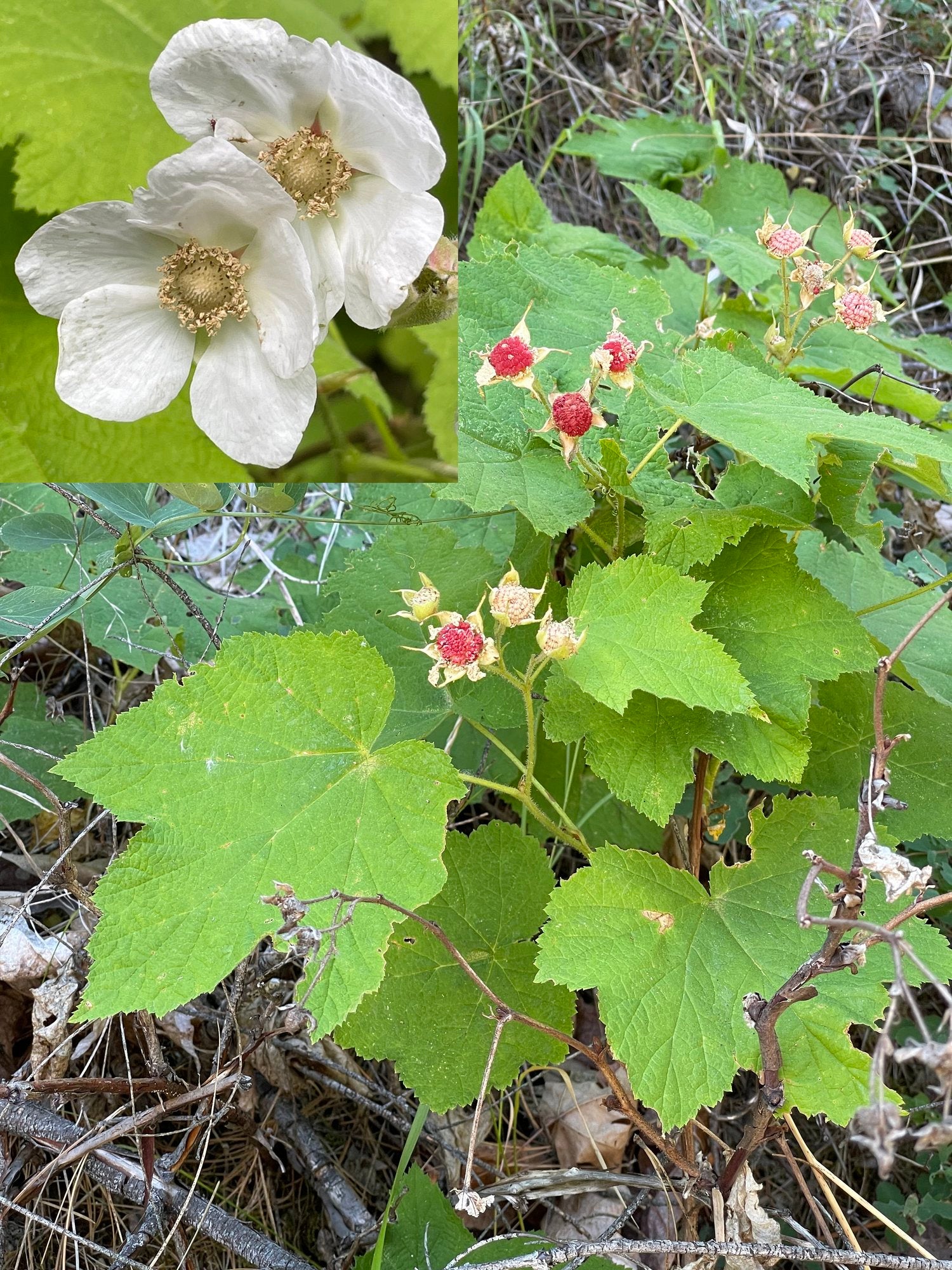 Rubus Parviflorus – Sweet and Tangy Thimbleberry Fruit