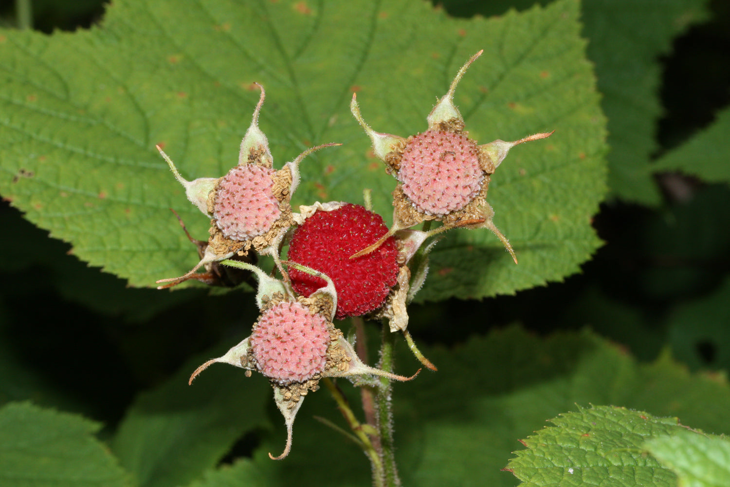 Rubus Parviflorus – Sweet and Tangy Thimbleberry Fruit