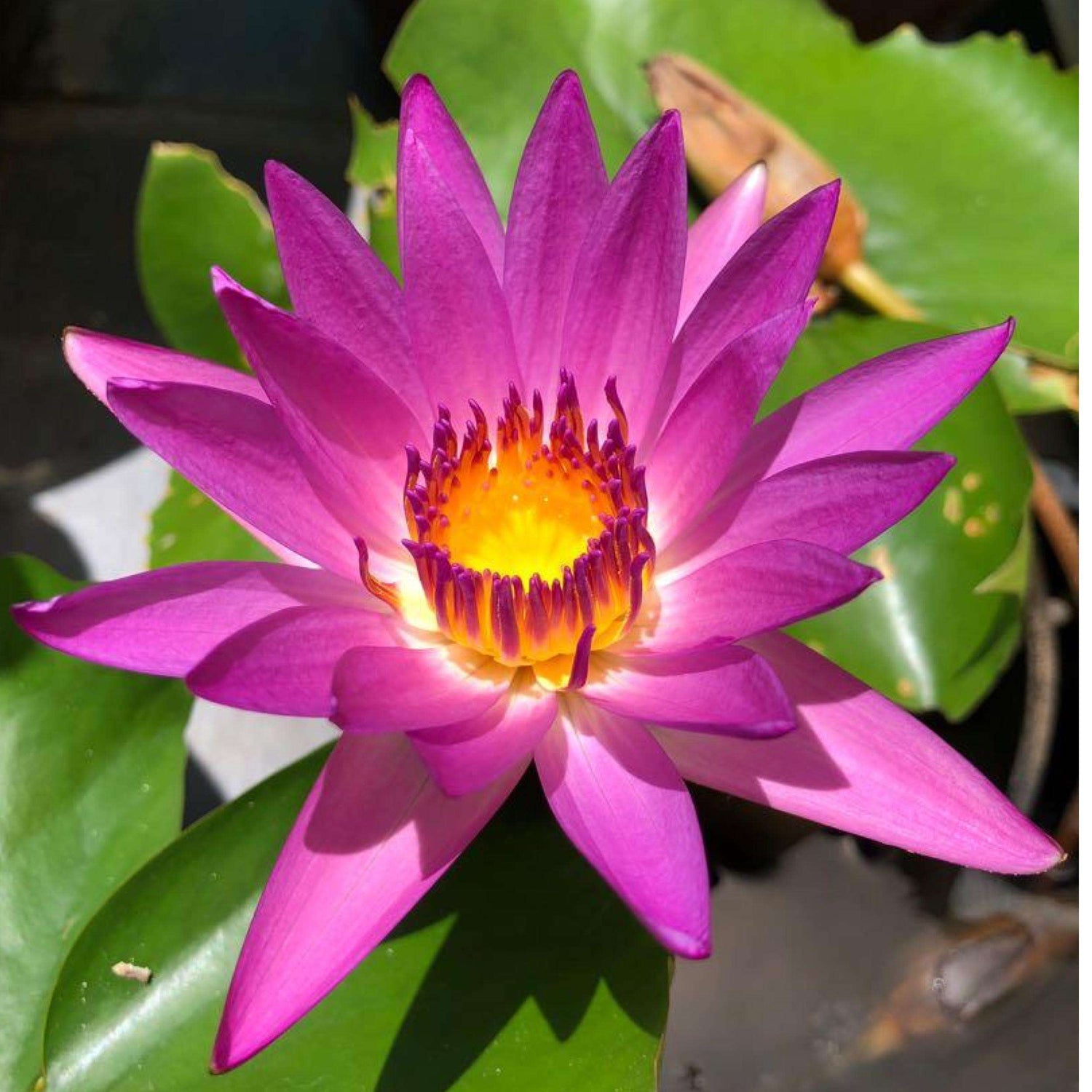 Nymphaea Ruby (Tropical Water Lily)