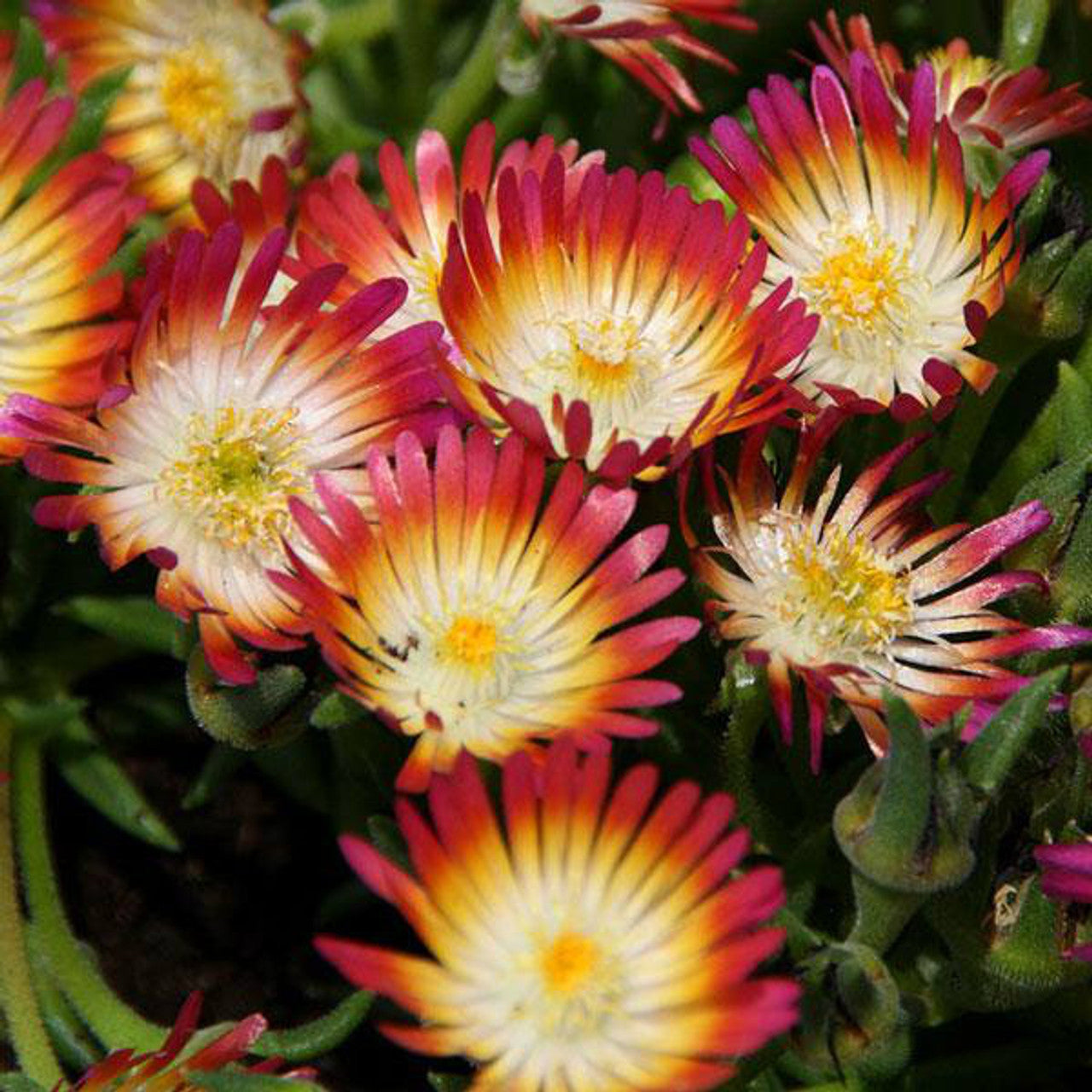 Delosperma Jewel of Desert Ruby