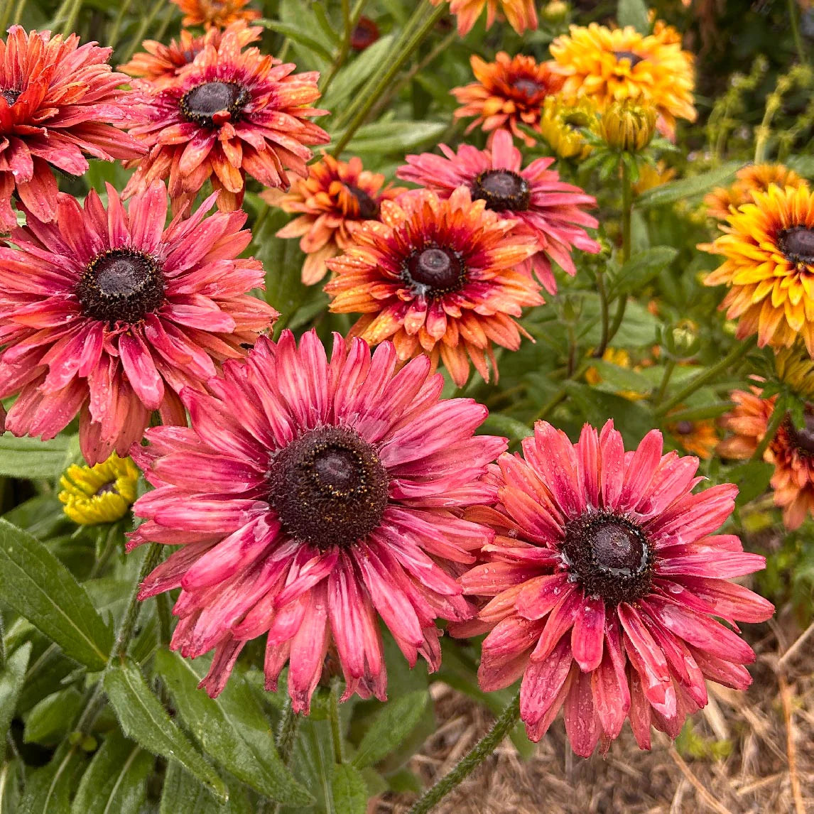 Rudbeckia Sahara Flower Seeds, Earthy, Sunset-Colored Petals with Long-Lasting Blooms