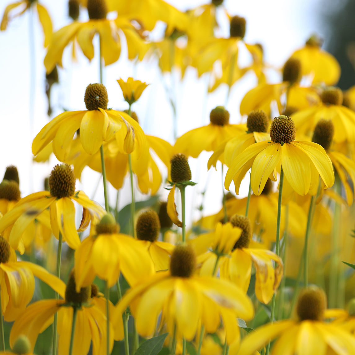 Perennial Rudbeckia Black-Eyed Susan Wild Flower Seeds