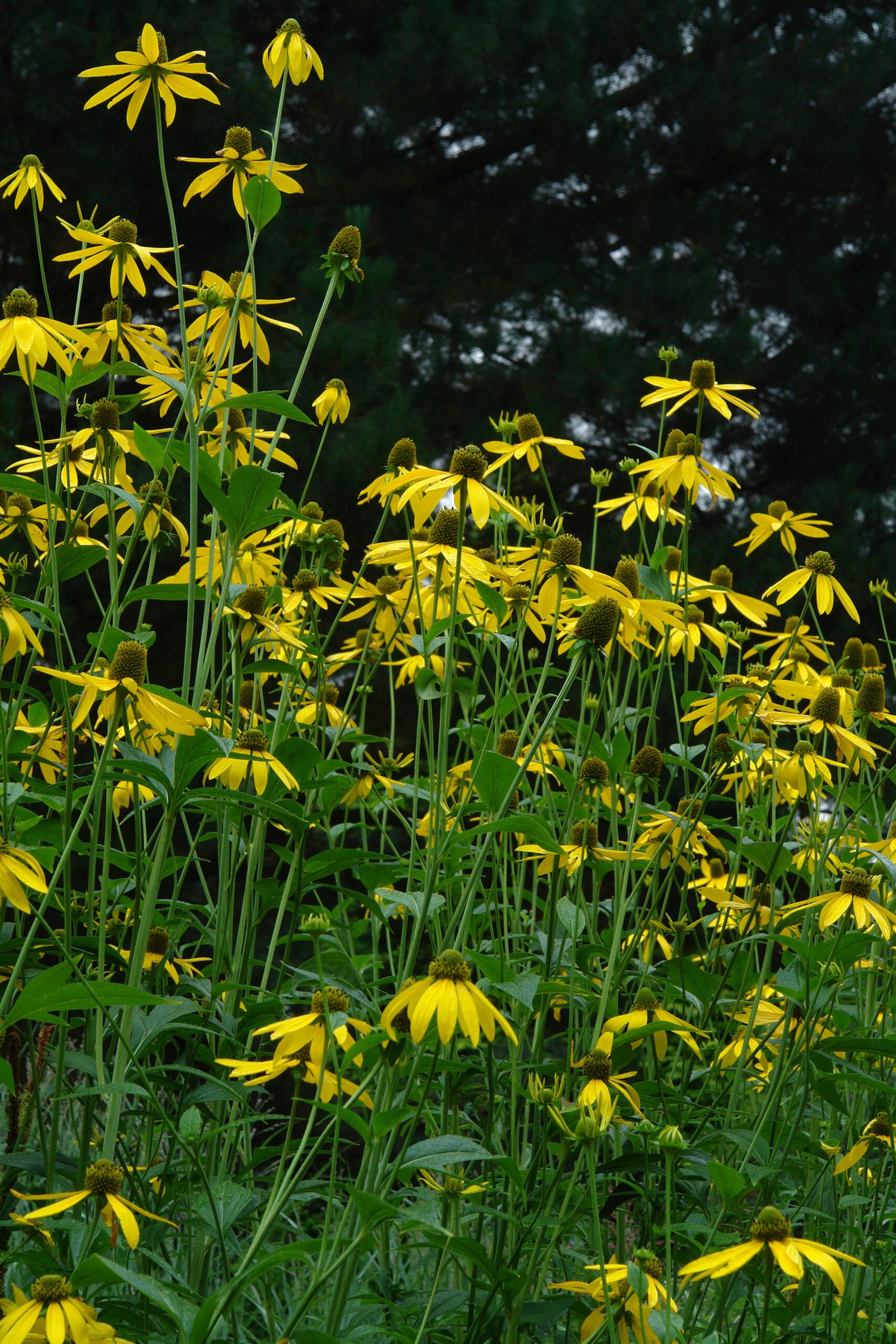 Perennial Rudbeckia Black-Eyed Susan Wild Flower Seeds