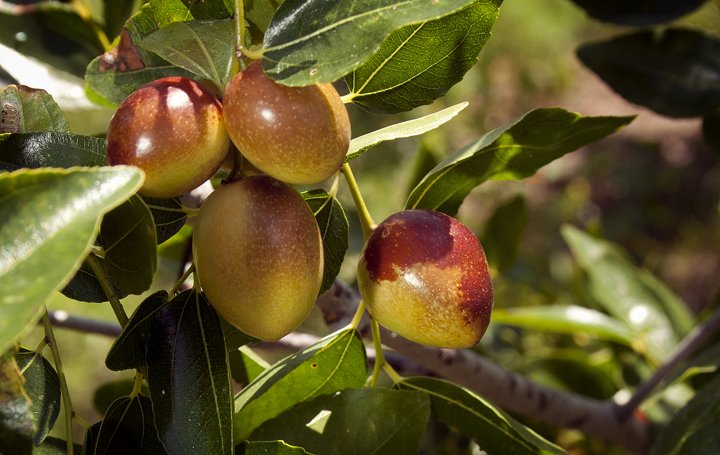 Jujube (Ziziphus jujuba)