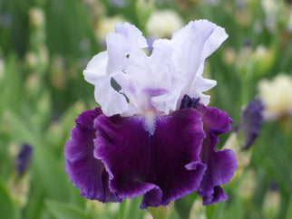 Russian River Tall Bearded Iris