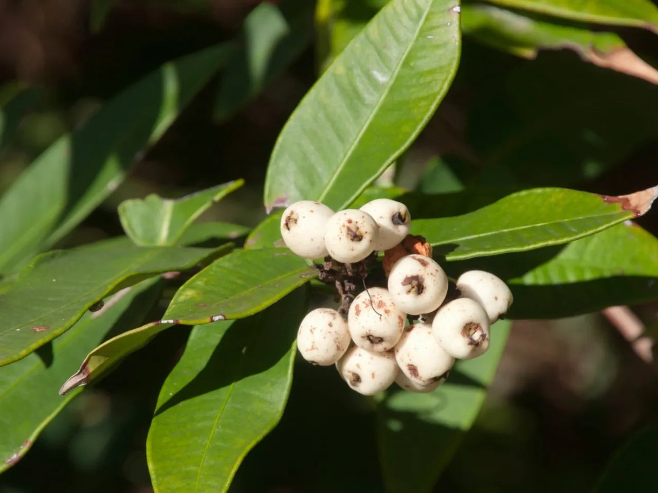 Midgen Berry (Austromyrtus dulcis) Seeds