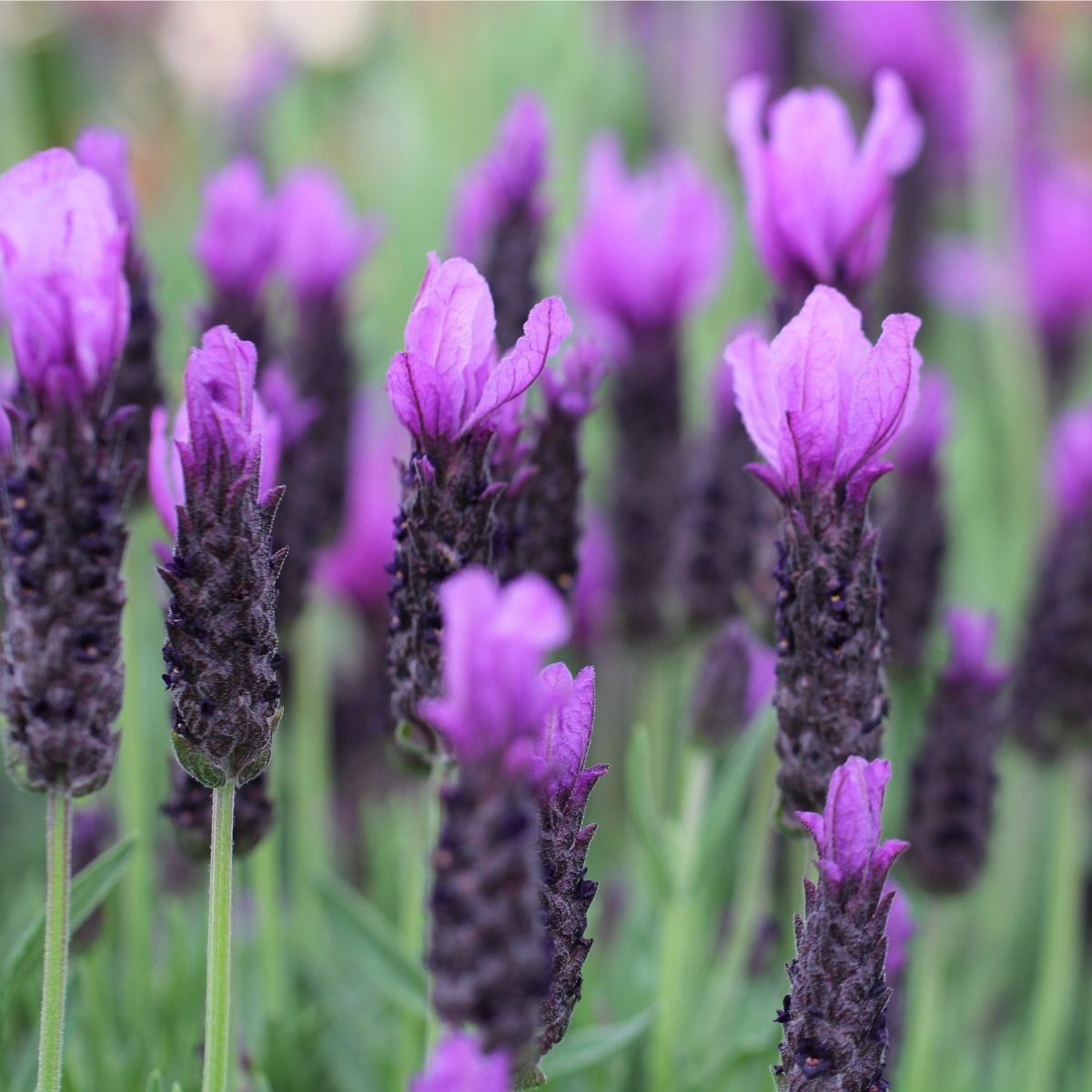 Lavender Forte Deep Purple Seeds