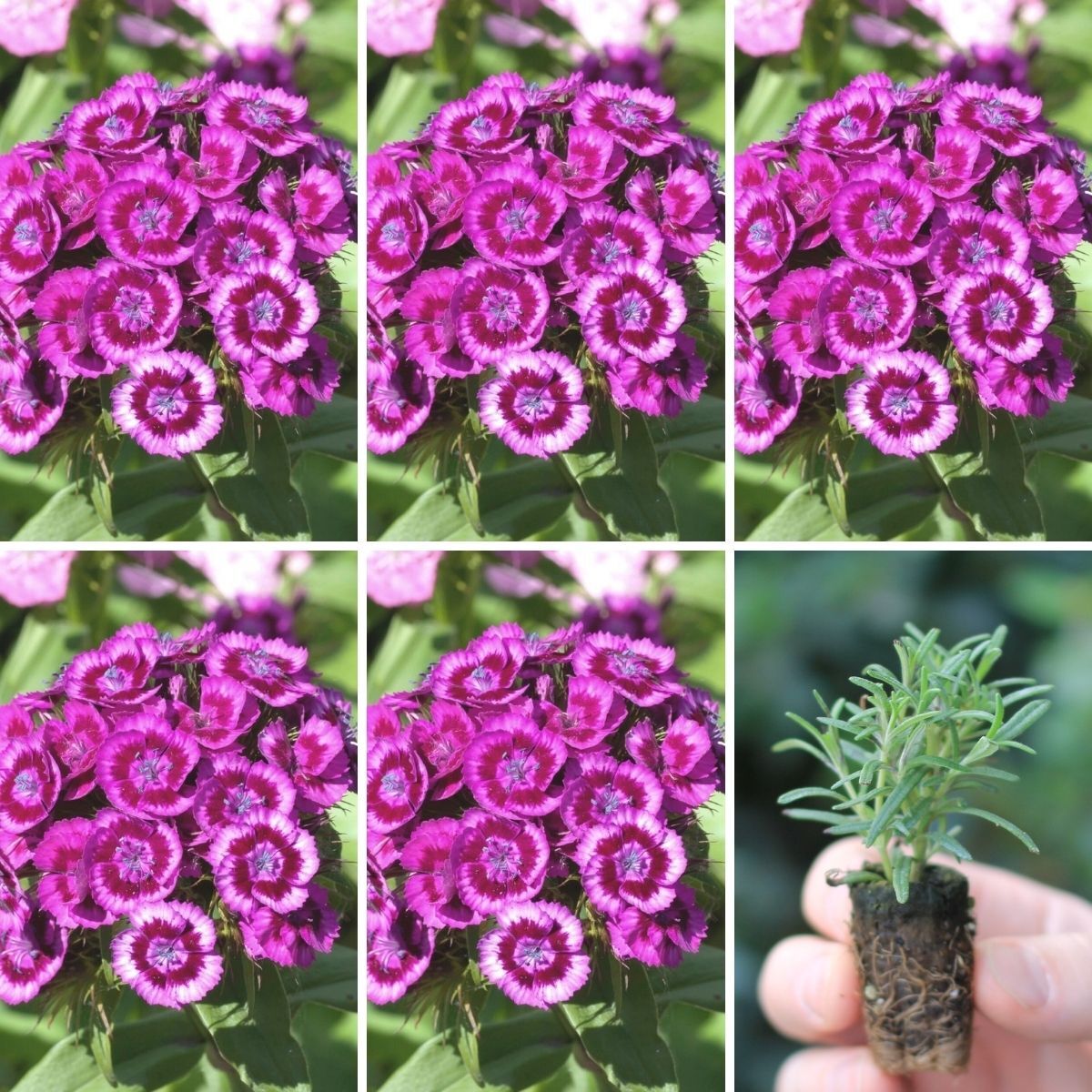 Sweet William Sweet Magenta Seeds