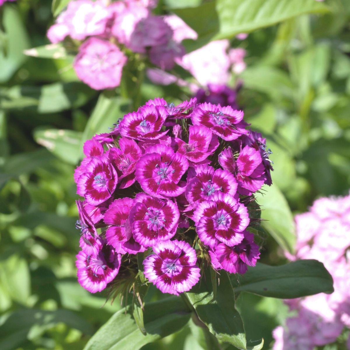 Sweet William Sweet Magenta Seeds