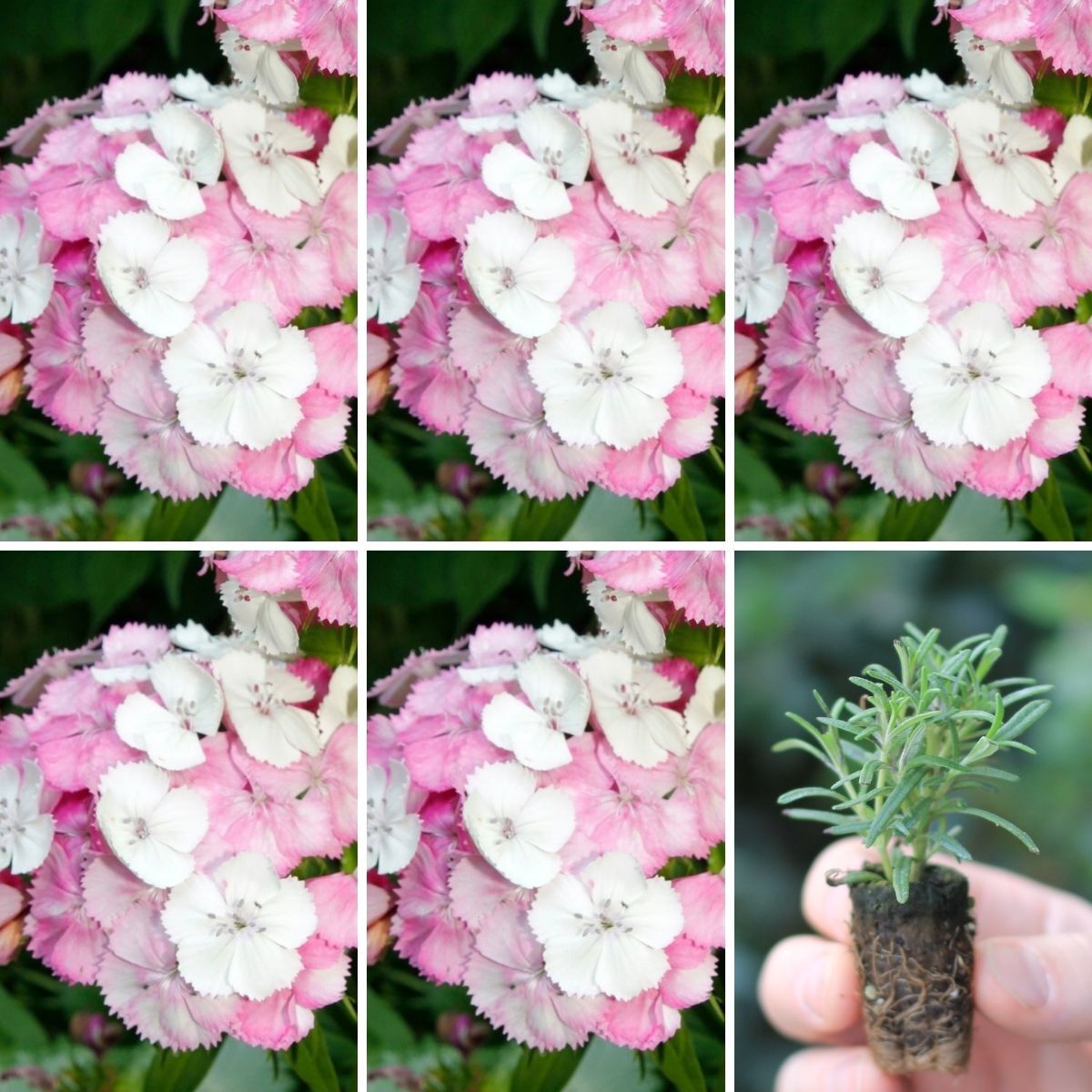 Sweet William Sweet Pink Magic Seeds