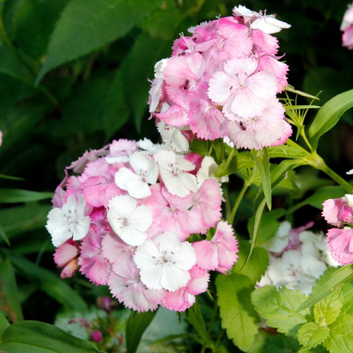 Sweet William Sweet Pink Magic Seeds