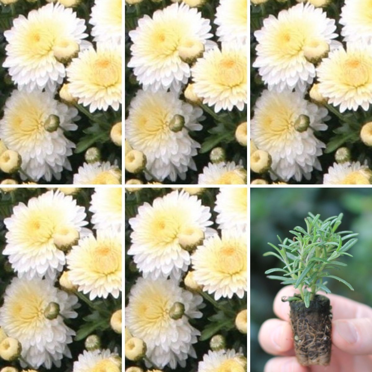 Chrysanthemum Frosty White Seeds