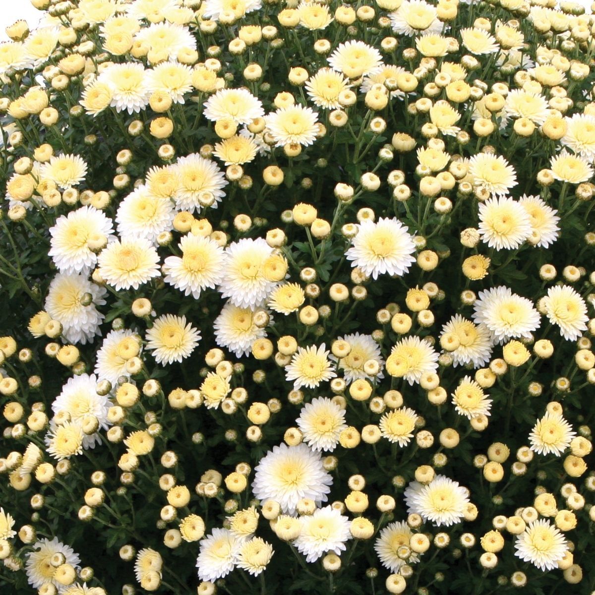 Chrysanthemum Frosty White Seeds