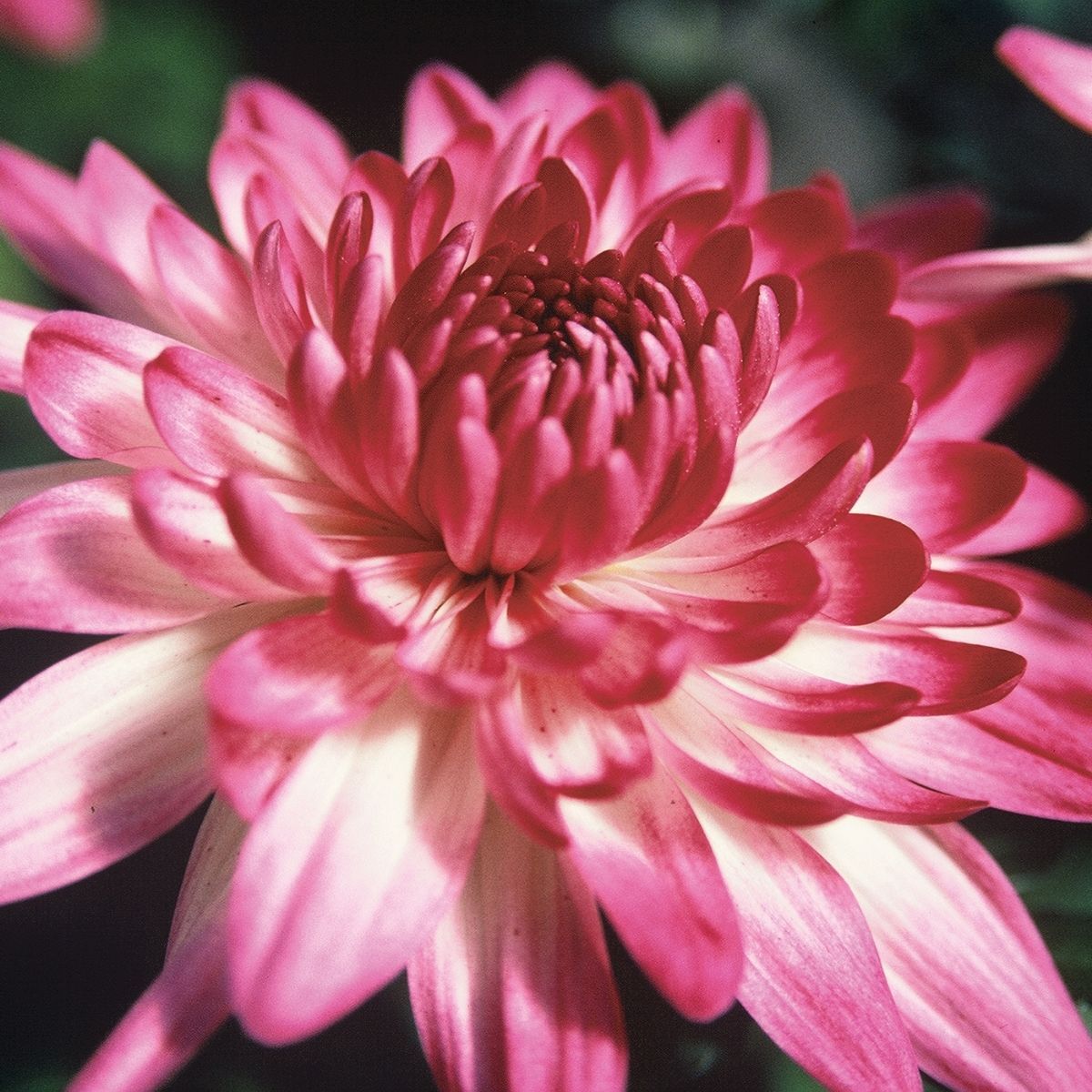 Chrysanthemum Spring Delano Seeds