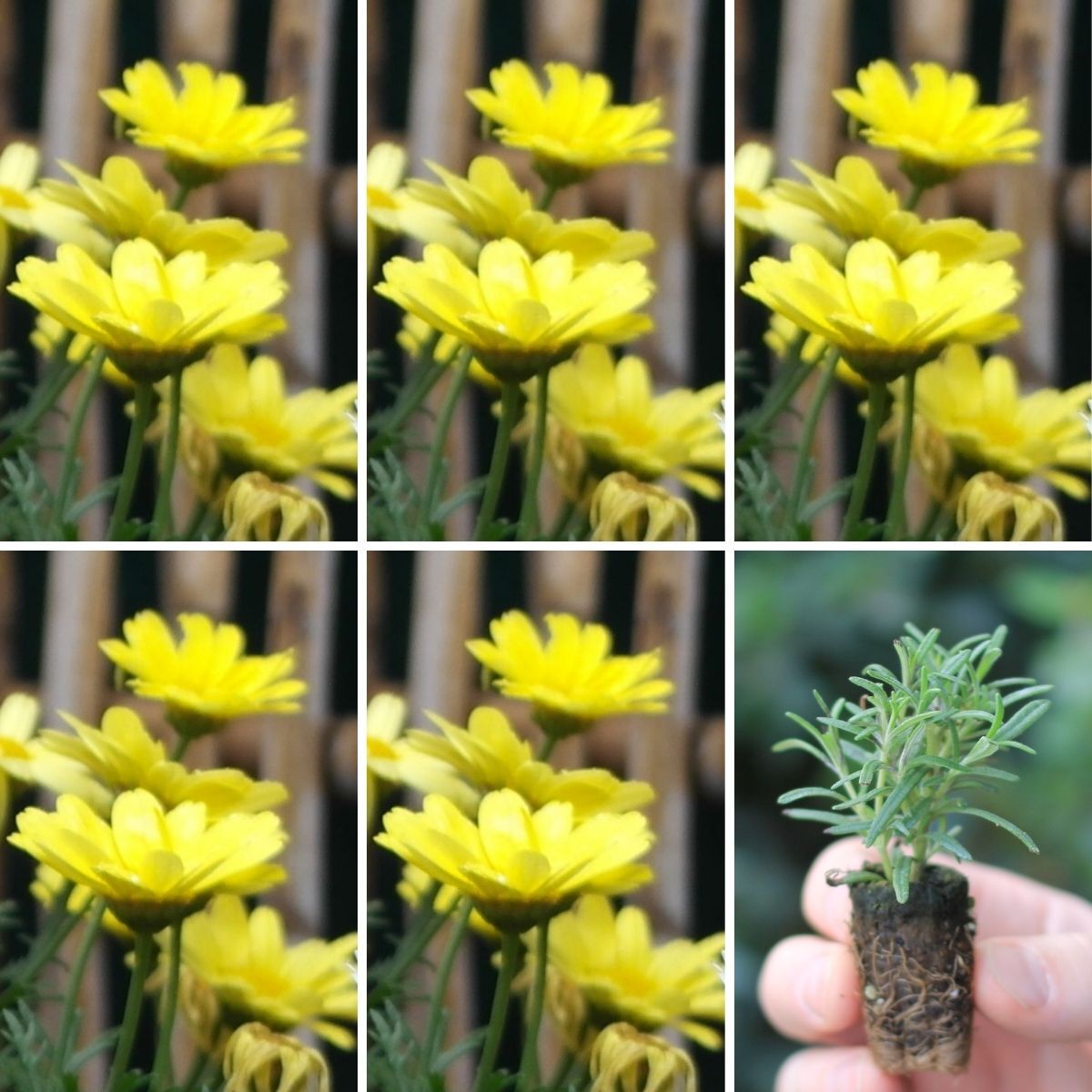 Osteospermum Tradewinds Yellow Seeds