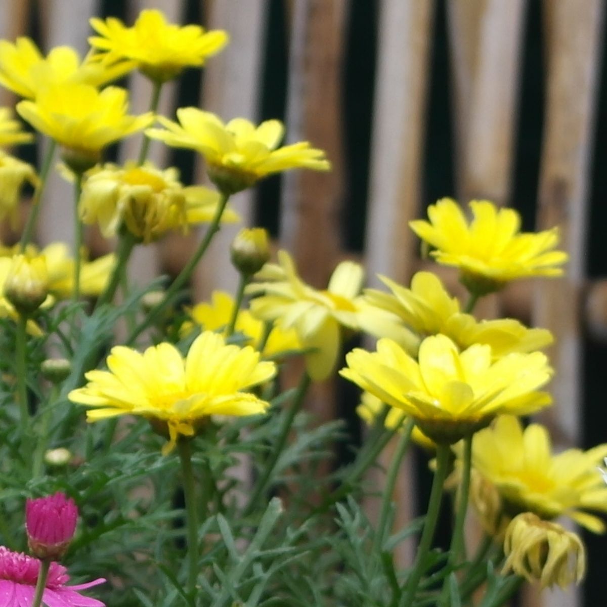 Osteospermum Tradewinds Yellow Seeds