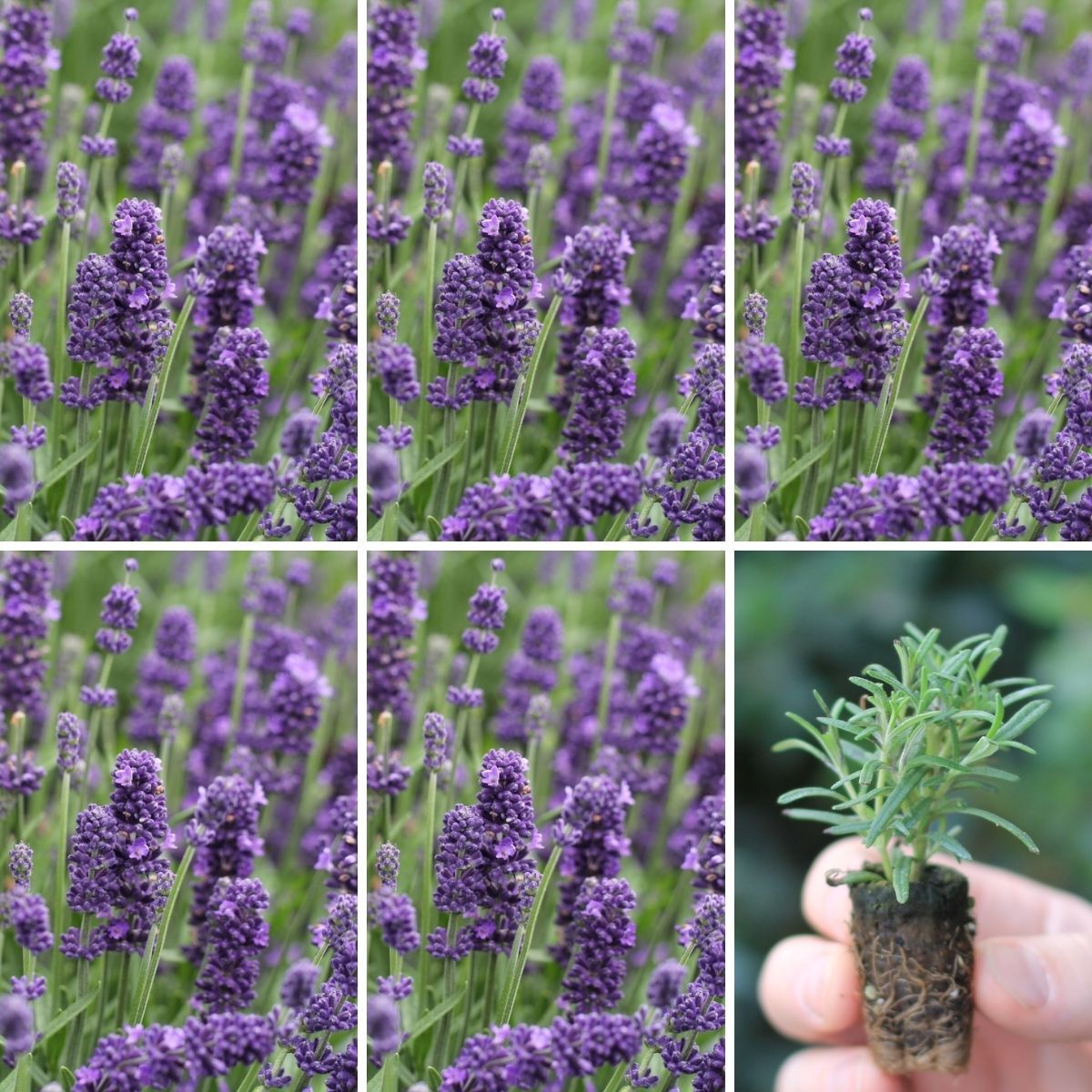 Lavender Aromatico Blue Seeds