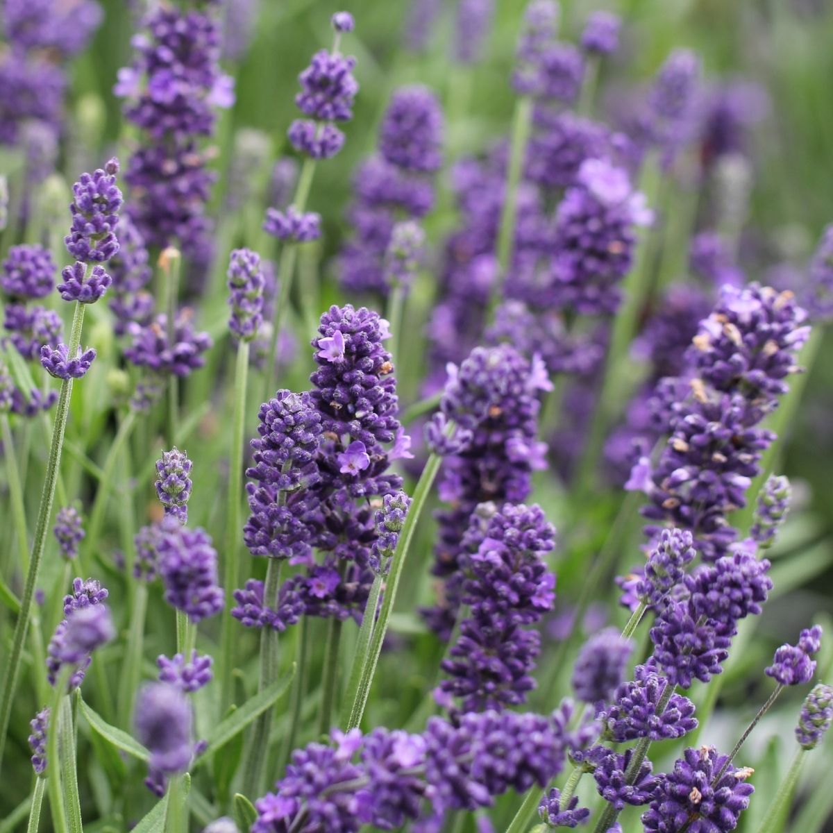 Lavender Aromatico Blue Seeds