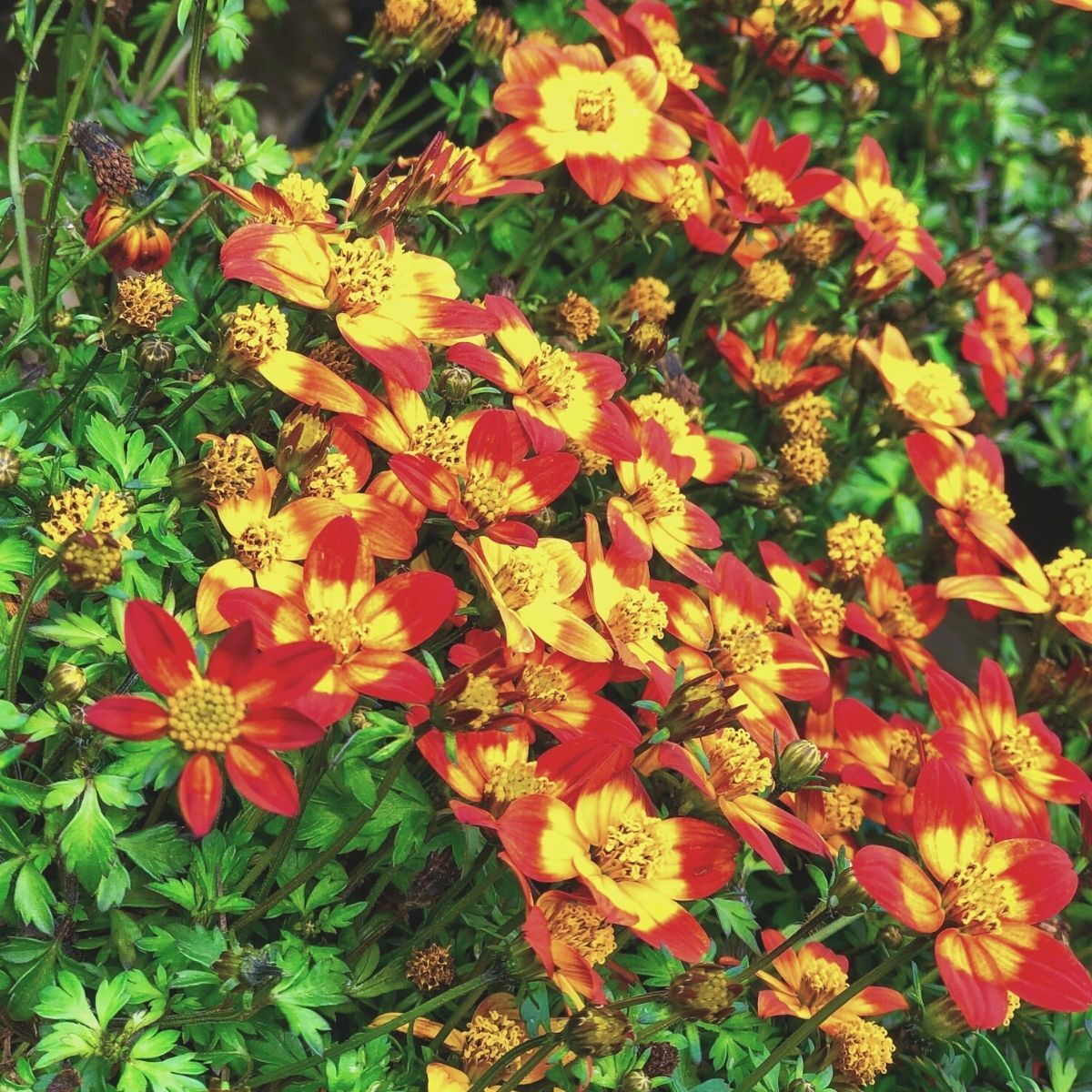 Bidens Taka Tuka Yellow Centre Seeds