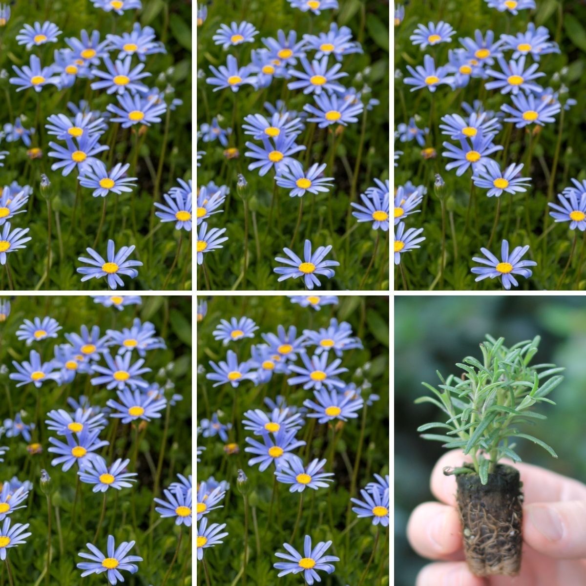 Felicia Little Sapphire Seeds