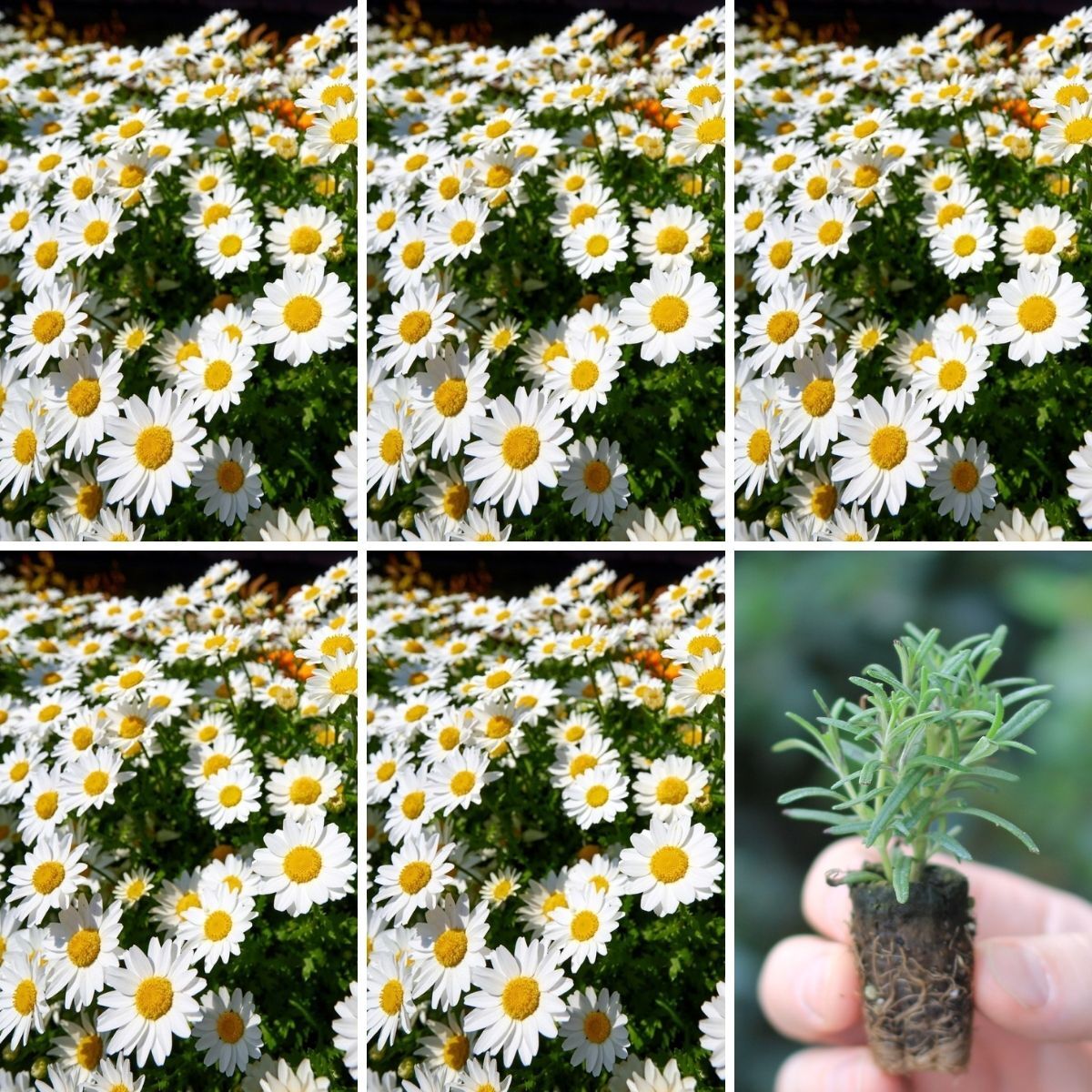 Marguerite Daisy Sassy White Seeds