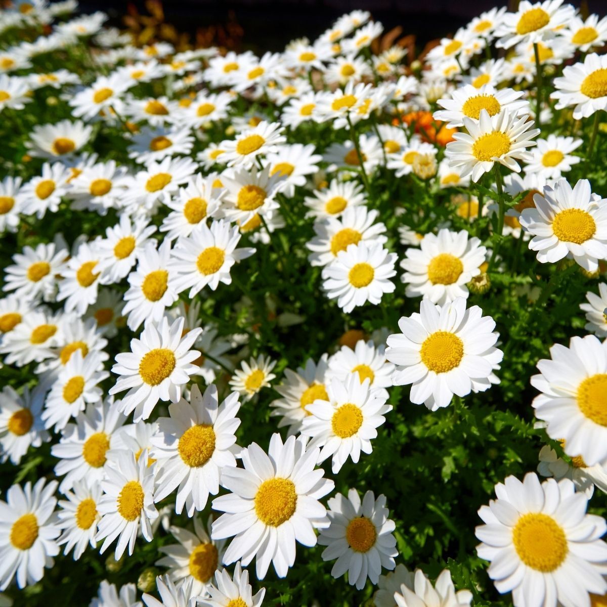 Marguerite Daisy Sassy White Seeds