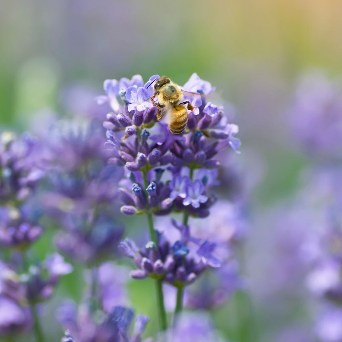 Lavender Bee Seeds