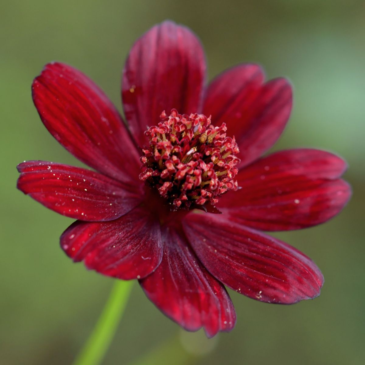 Cosmos Chocolate Seeds