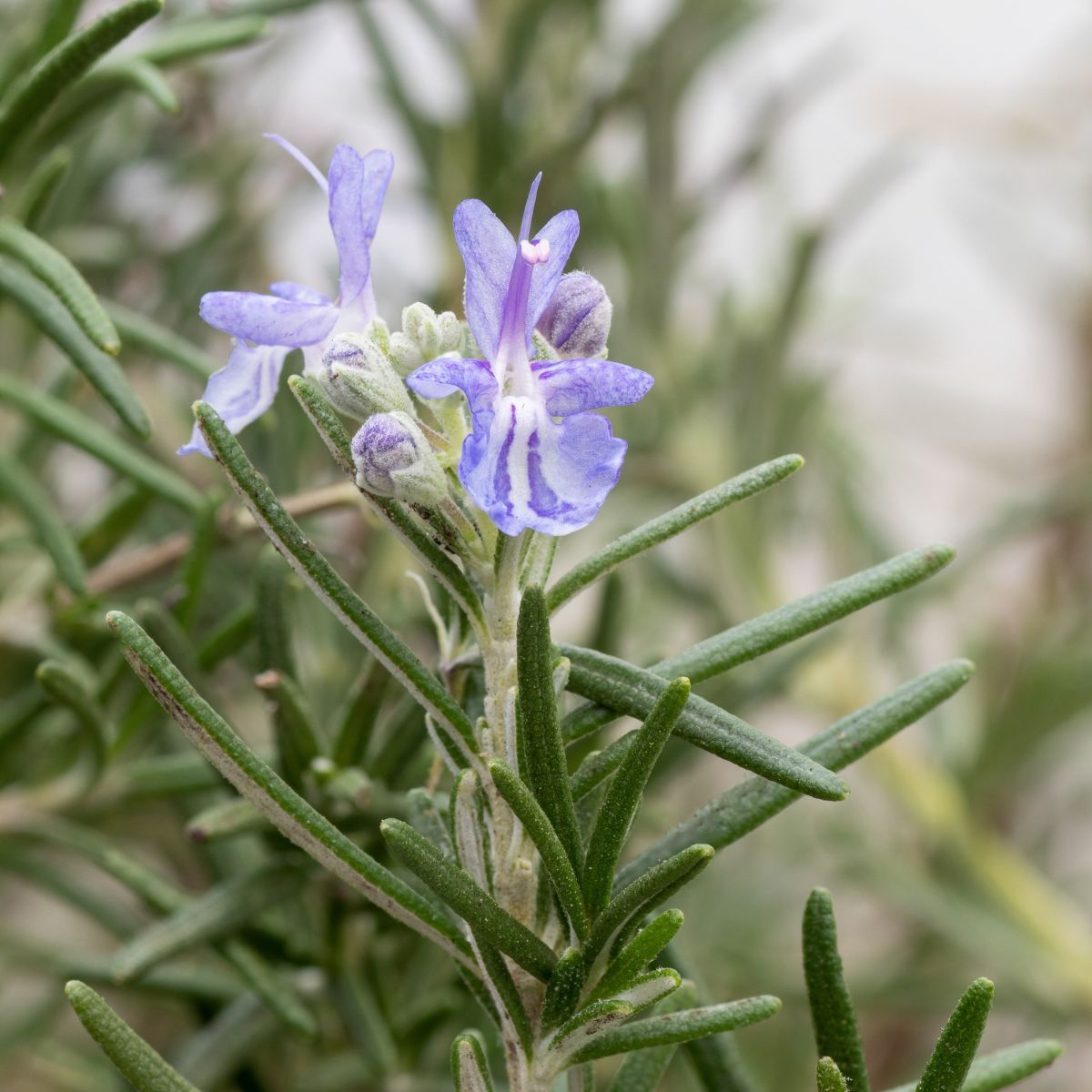 Rosemary Seeds