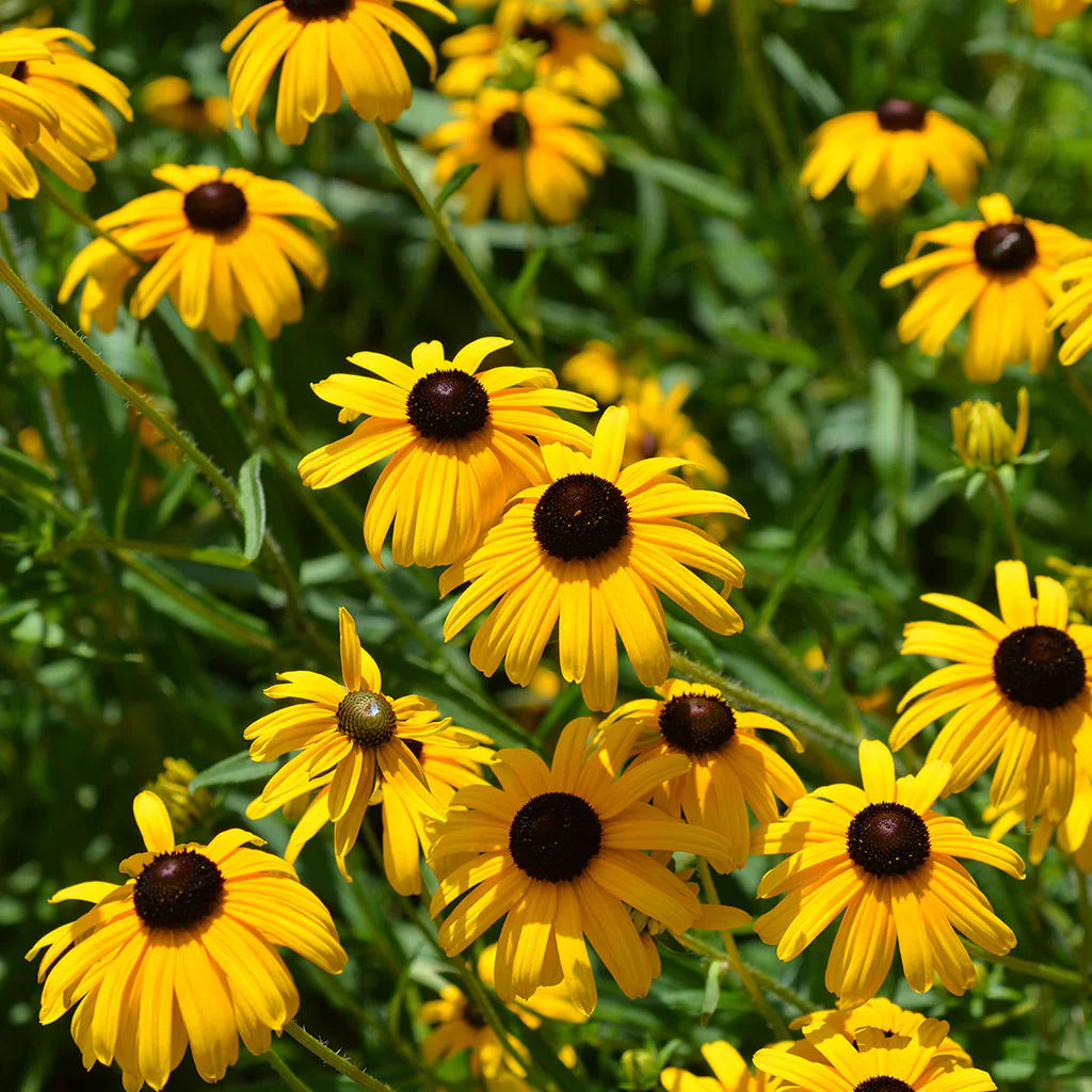 Susan Rudbeckia Hirta Black Eyed Flower Seeds for Planting