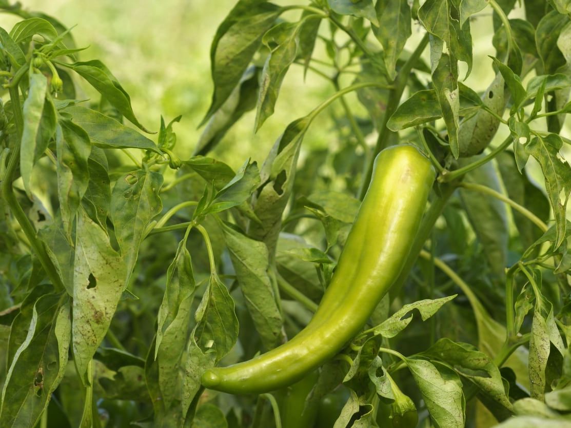 Anaheim Pepper Vegetable Seeds Capsicum annuum for Kitchen Garden Planting