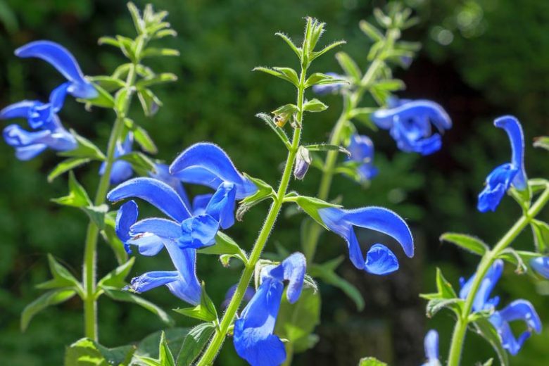 Salvia - Gentian Sage Oxford Blue Seeds