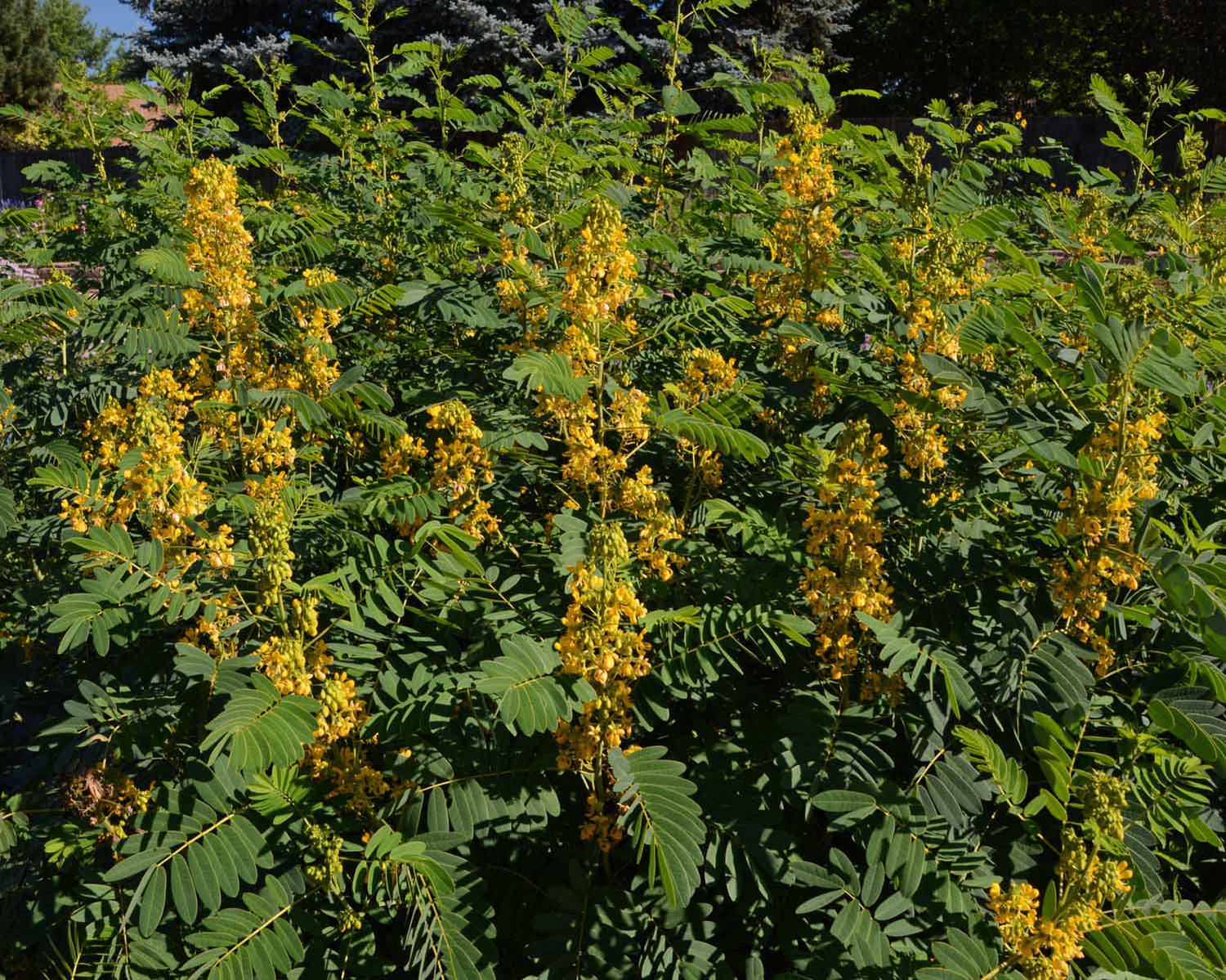 Wild Senna