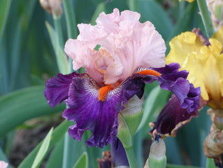 Serving Wench Tall Bearded Iris